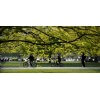 Tableau photographie urbain London Hyde Park 2